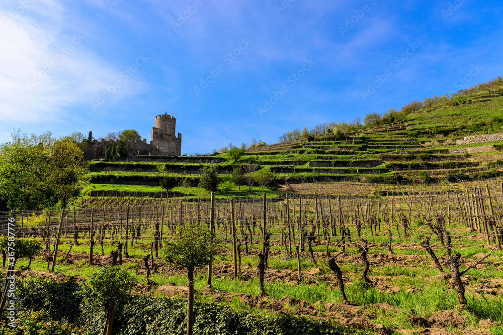Vineyards of Alsace and view of The Kaysersberg Castle. The Kaysersberg Castleis a ruined castle in the commune of Kaysersberg in the Haut-Rhin département of France