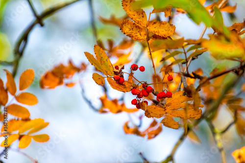 Rowan berries and dry orange leaves on a tree in autumn