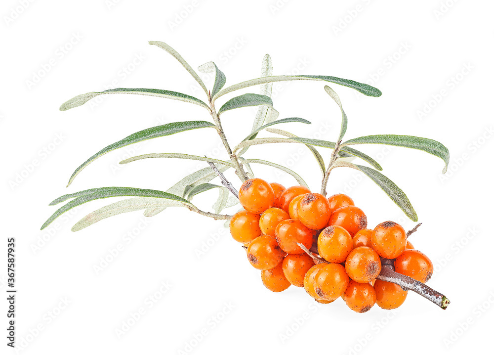 Sea buckthorn - fresh ripe berries on branch with leaves isolated on a white background. Sea buckthorn - fresh ripe berries on branch with leaves isolated on a white background.