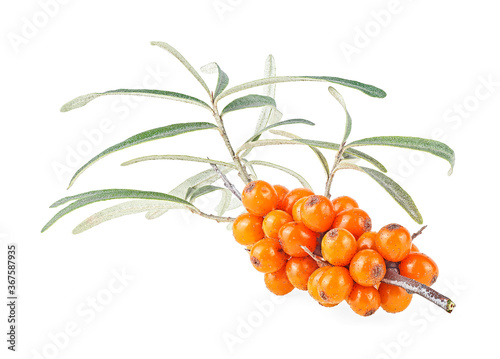 Sea buckthorn - fresh ripe berries on branch with leaves isolated on a white background.
