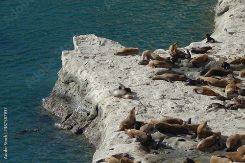 ARGENTINA - PENINSULA VALDES - PUNTA PIRAMIDES - SEA LIONS.