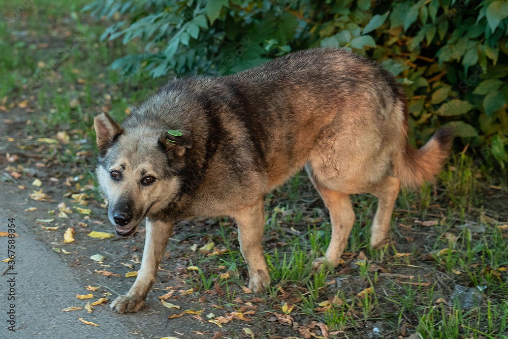 Obraz premium Gray stray neutered vaccinated marked dog