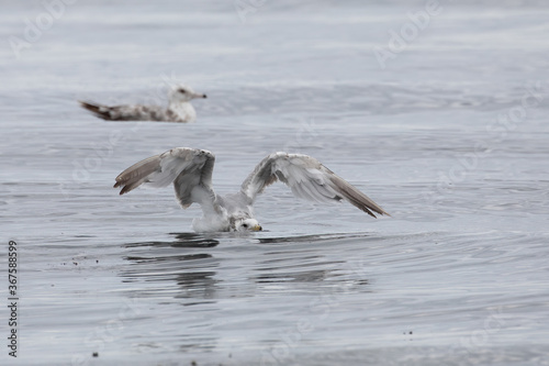 Immature ring-billed gull in the water with wings outstretched.