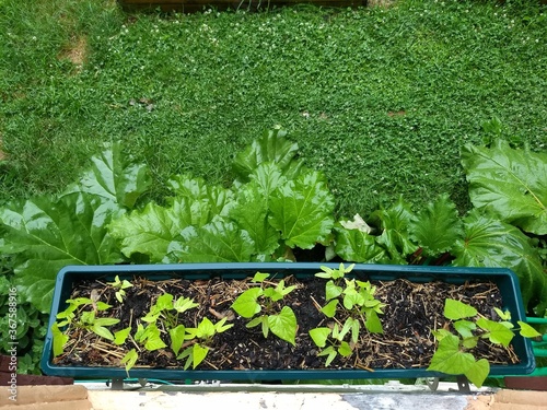 looking down at window box of young morning glories,  above row of Rhubarb leaves at the edge of a lawn