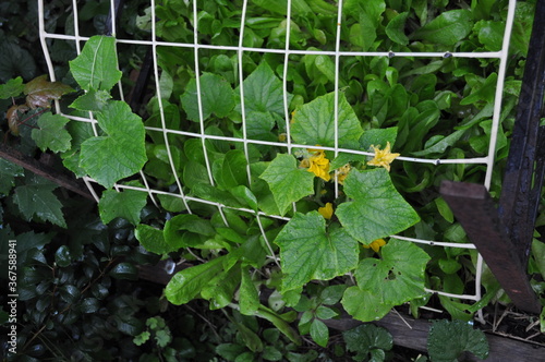 wire frame trellis for cucumber vines growing over raised bed of romaine lettuce leaves