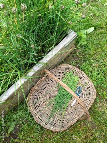 Flat style gathering basket with flower shears, for gathering chives and garlic chives from the herb garden