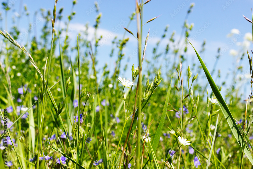 Blue and white flowers in lush green grass Blue and white flowers in lush green grass
