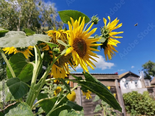 sunflower and bee