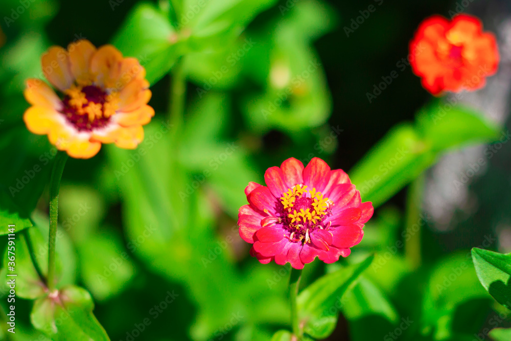 Zinia. Three orange and red beautiful flowers in the garden on green background. zinnia Zinia. Three orange and red beautiful flowers in the garden on green background. zinnia