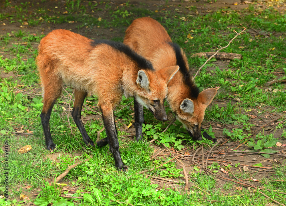 Obraz premium Two young Maned wolves (Chrysocyon brachyurus)