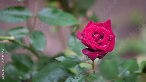 young bud of dark red tea rose after rain with water droplets on petals