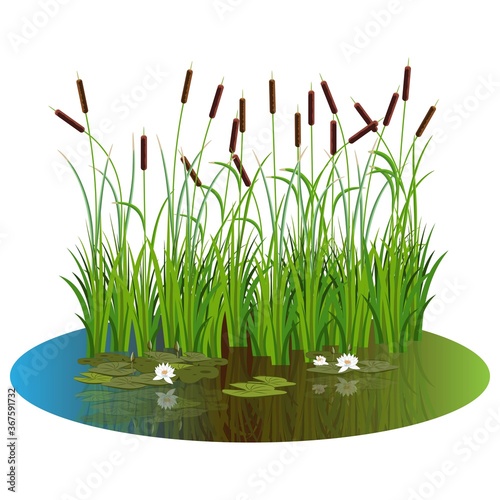 Bush reeds with water lily flowers and leaves on the pond water. Reeds stern and white water lily reflected in the lake water.