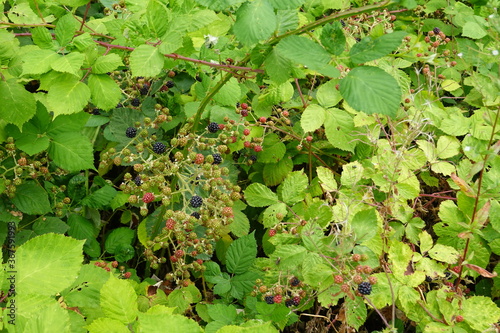 BlackBerry berries on a branch close-up. A BlackBerry Bush.Berry harvest. Ripe blackberries on a green background. Healthy food for vegans.