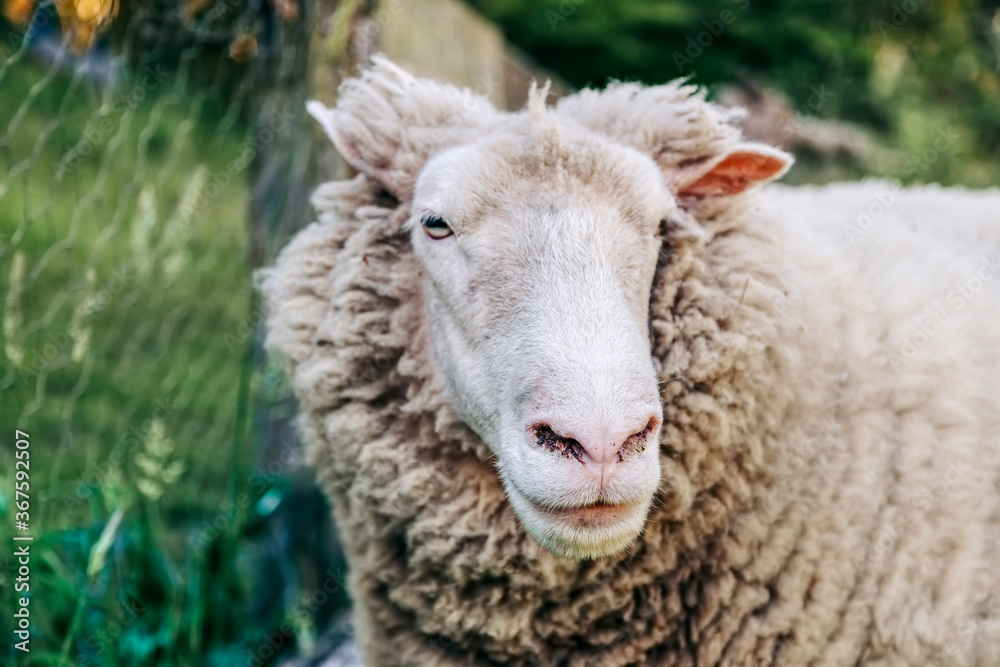 Merino sheep portrait Merino sheep portrait