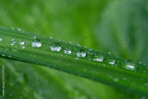 Green grass with dew drops. Selective focus 