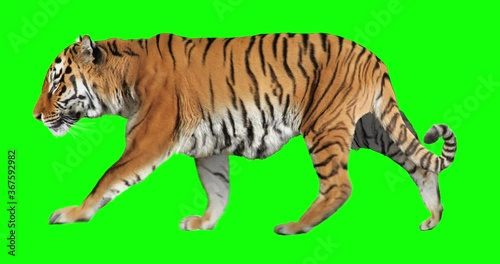 Tiger walking. Isolated and cyclic animation. Green Screen.