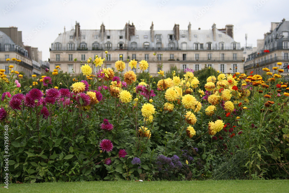 French garden design with yellow dahlias and purple dahlias in French city.