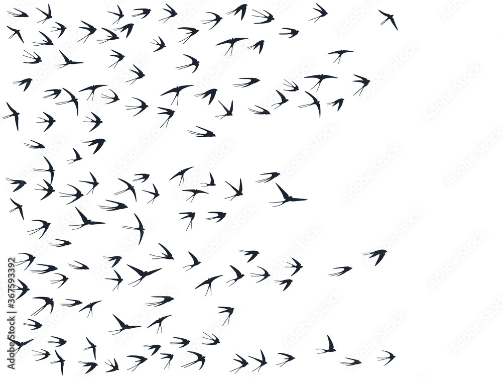 Flying swallow birds silhouettes vector illustration. Migratory martlets group isolated on white. Flying swallow birds silhouettes vector illustration. Migratory martlets group isolated on white.