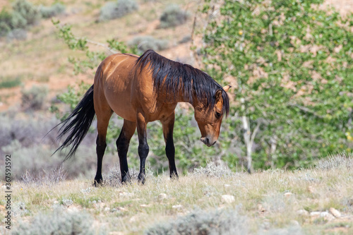Feral horse in Bighorn National Recreation Area. 
