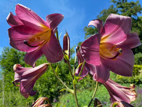 Lilium 'Pink Perfection' (Trumpet Lily), Lily Pink Perfection or Orienpet Lilie photo