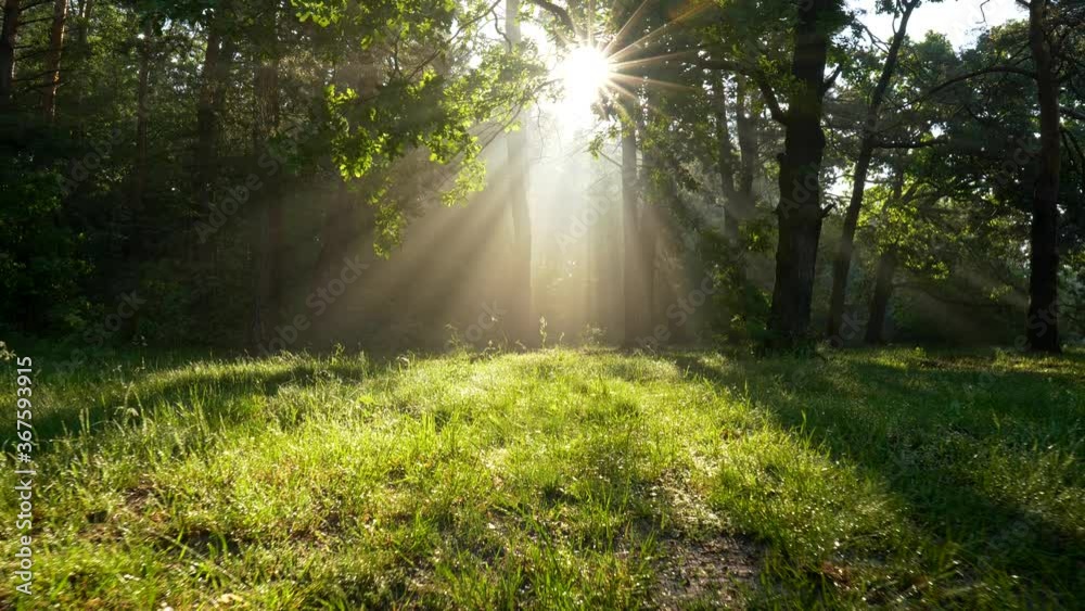 Wonderful sunrise in summer forest. Sun rays getting through oak leaves and branches. Warm shining air and green grass. Steadicam shot, UHD