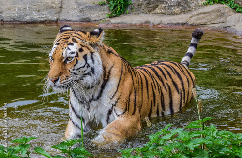 Tiger plays in water