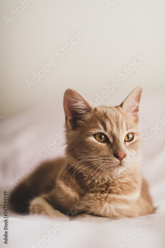 Wallpaper Mural portrait of a cat Torontodigital.ca