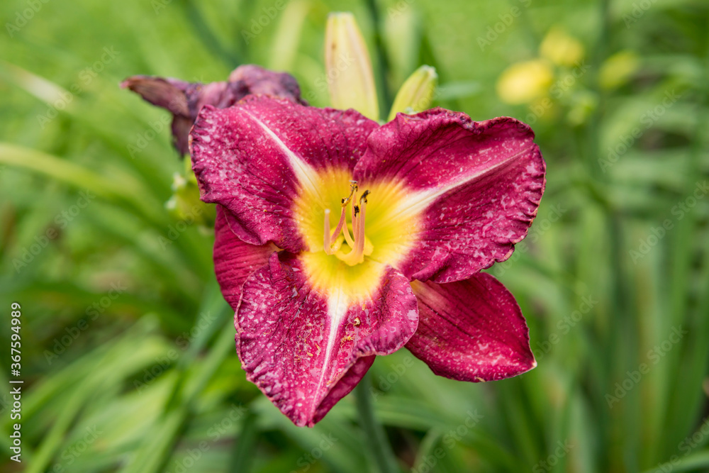 Fototapeta premium close up of Daylily