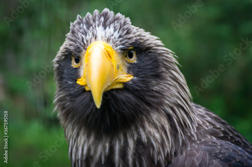 Beautiful detailed close-up portrait of an eagle in its natural habitat against a green background. Steller's sea eagle. 