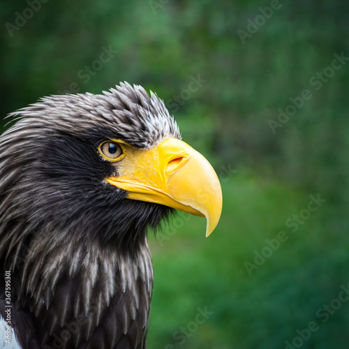 Beautiful detailed close-up portrait of an eagle in its natural habitat against a green background. Steller's sea eagle. Image aspect ratio 1:1