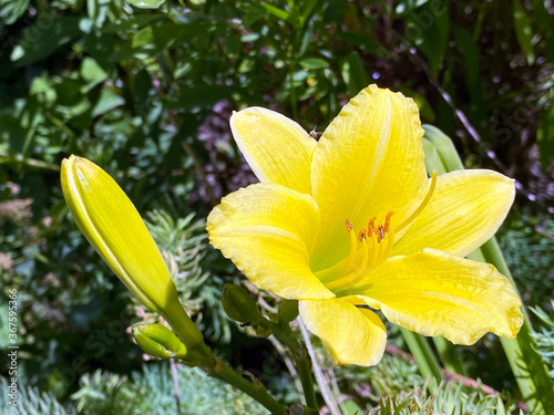 Daylily Hemerocallis 'Green Flutter' (Hemerocallis Hybride 'Green Flutter') Garten Taglilie Green Flutter photo