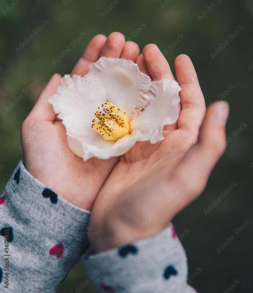 child holding flower of Stewartia pseudocamellia child holding flower of Stewartia pseudocamellia