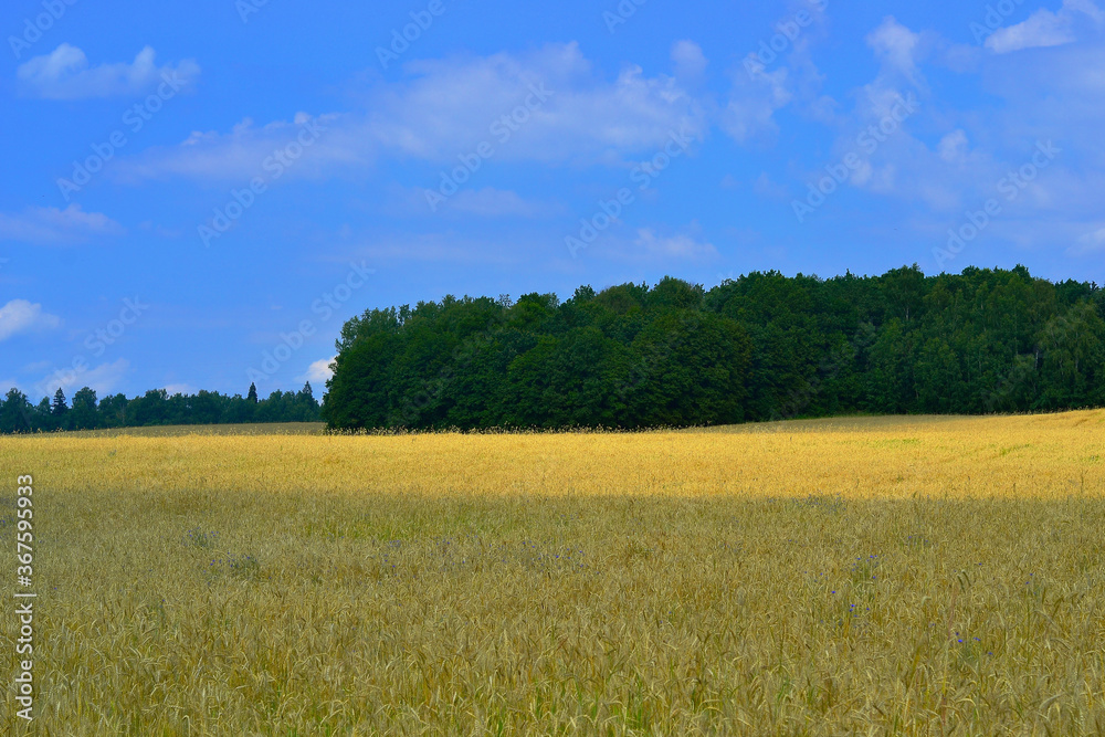 green field and blue sky green field and blue sky
