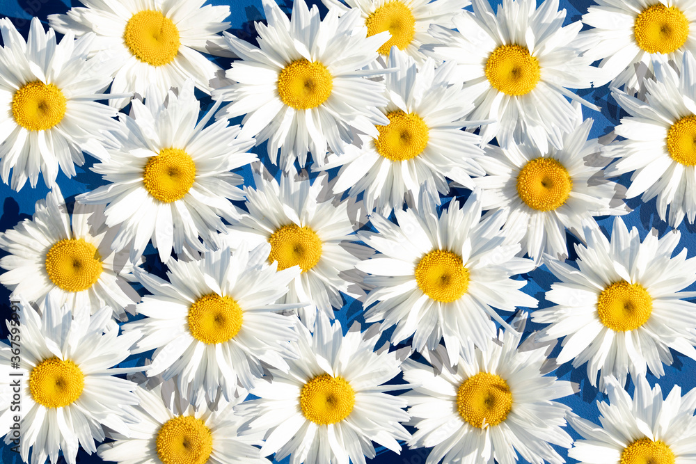 Floral background from daisies. Advertising, postcard. banner. Simple drawing for any surface design.