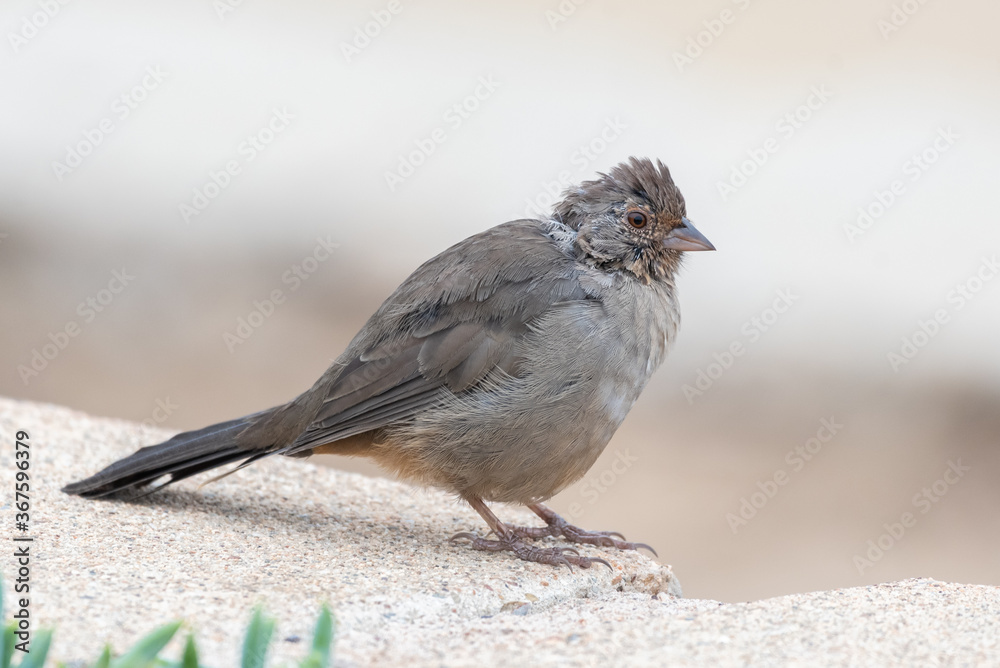 California Towhee bird rest comfortably on the top of cinder block wall with eye looking out for potential danger. California Towhee bird rest comfortably on the top of cinder block wall with eye looking out for potential danger.
