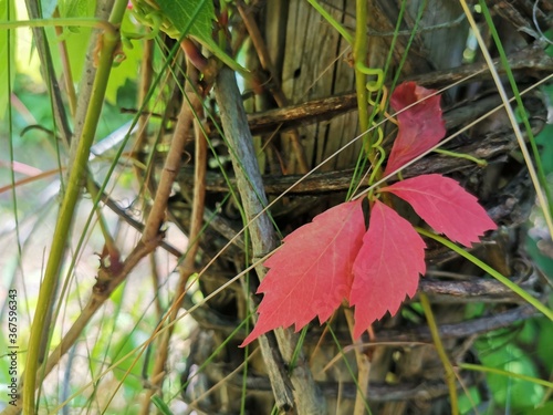 red leaves on the ground