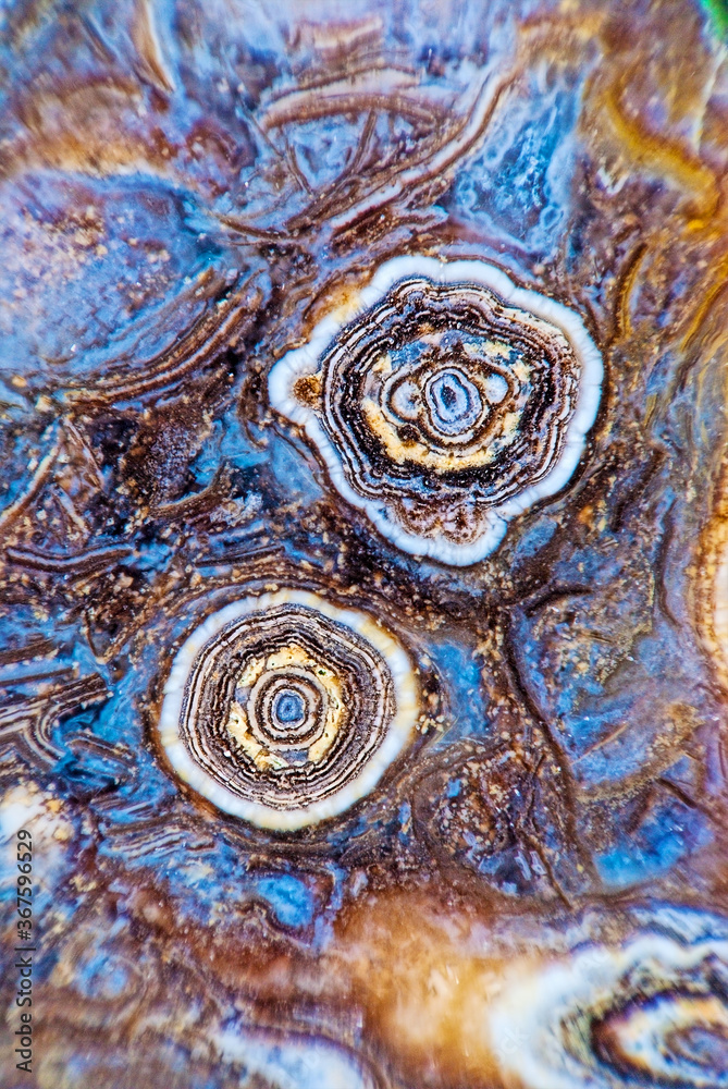 Two Buds of Agate Two Buds of Agate