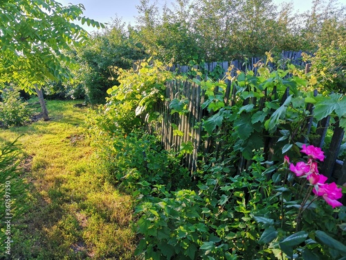 flowers in the garden