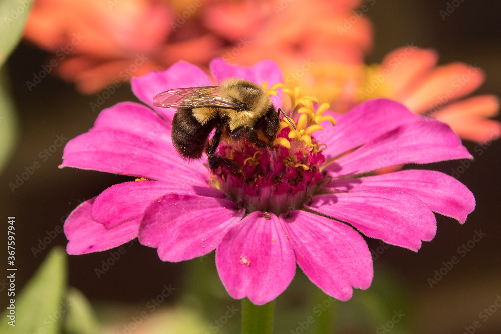 A Bumblebee gets a meal of Nectar from a Zinnia A Bumblebee gets a meal of Nectar from a Zinnia