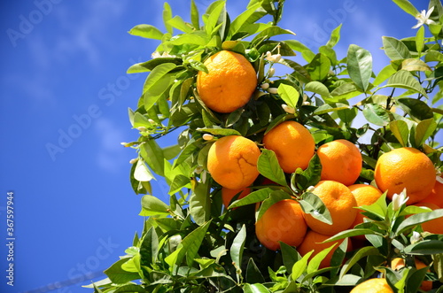 Oranges on the orange tree hanging from a branch in Valencia Spain with blue sky on a background.
