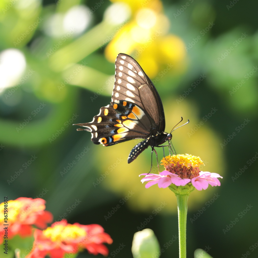 black swallowtail (Papilio polyxenes) on pink zinnia (Z. elegans) with muted yellow flowers in background black swallowtail (Papilio polyxenes) on pink zinnia (Z. elegans) with muted yellow flowers in background