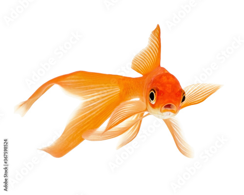 Comet Goldfish on White Background