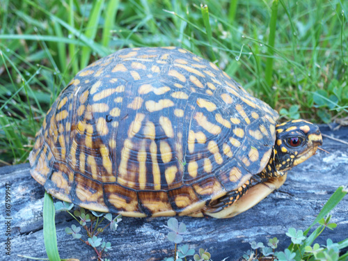 Eastern Box Tortoise