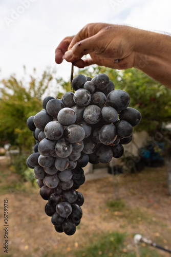 Delcious Grapes photo