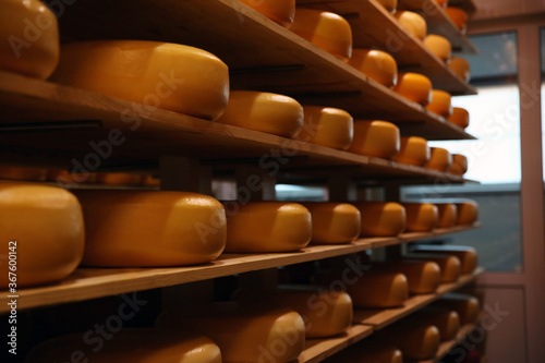Fresh cheese heads on rack in factory warehouse