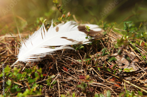 A white feather lies in the forest on the ground, with natural forest vegetation. High quality photo