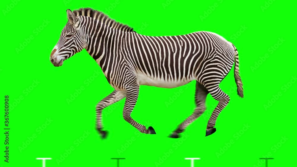 Isolated zebra cyclical running. Can be used as a silhouette. Green Screen.