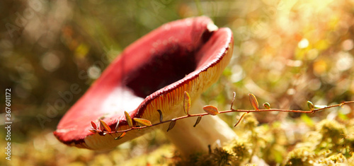A russula mushroom, with a red cap, in a Belarusian forest, with sunlight. © наталья саксонова