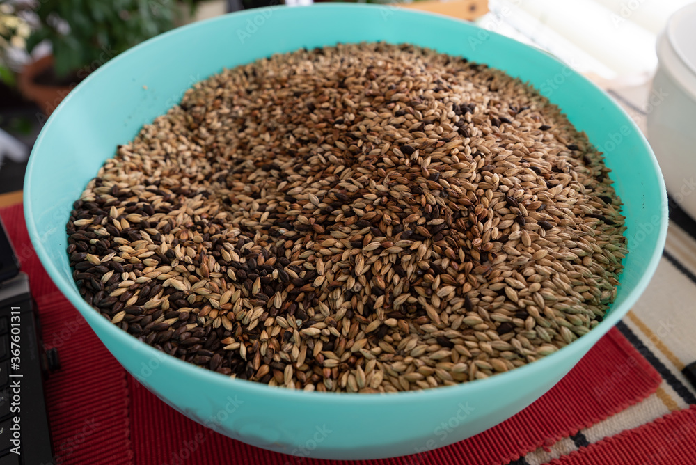 Malt Malt
