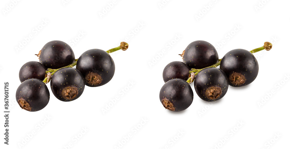 Black currant isolated on white background with clipping path Black currant isolated on white background with clipping path